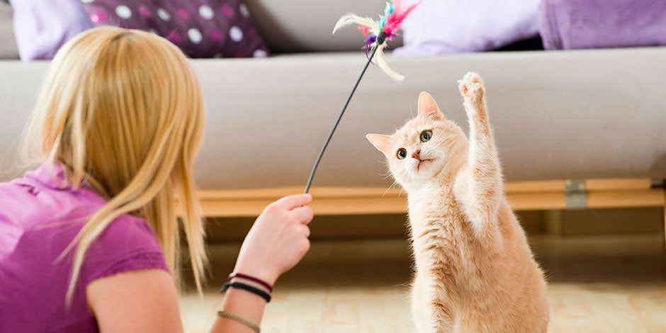 ¿Por qué el Juego es Esencial para tu Gato?	