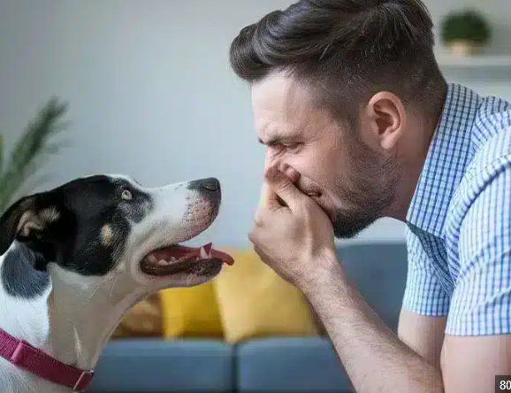La Causa Silenciosa del Mal Aliento en Perros	